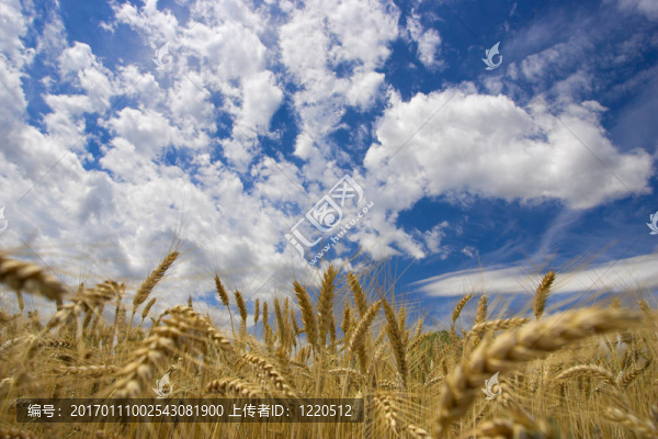 藍天上的田野