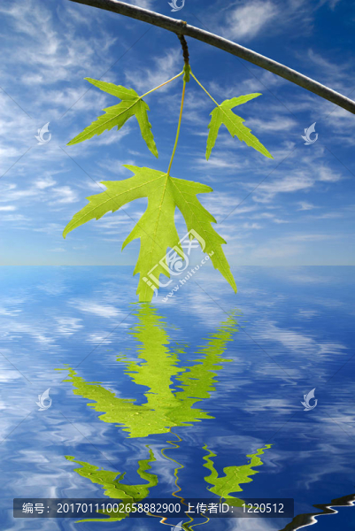 夏季楓葉文摘