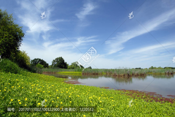 夏季沼澤和草甸