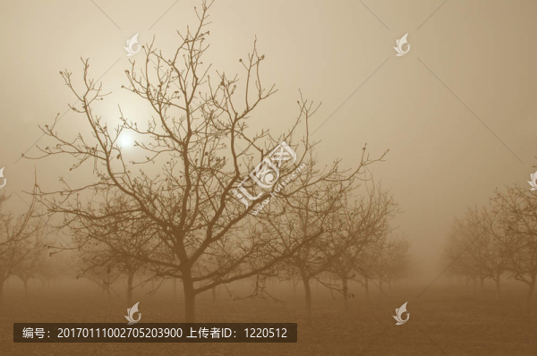烏賊的日出后的核桃樹