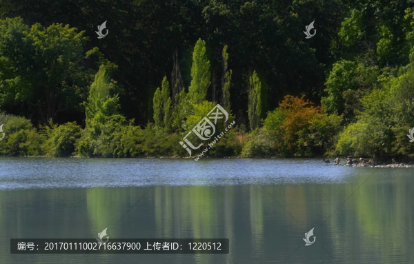 湖上的樹