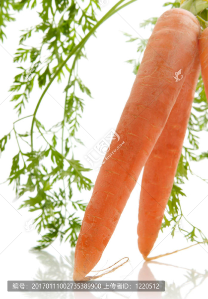 胡蘿卜