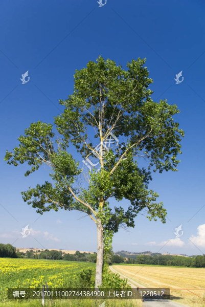 樹