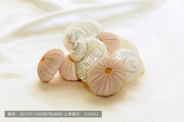 各式各樣的貝殼
