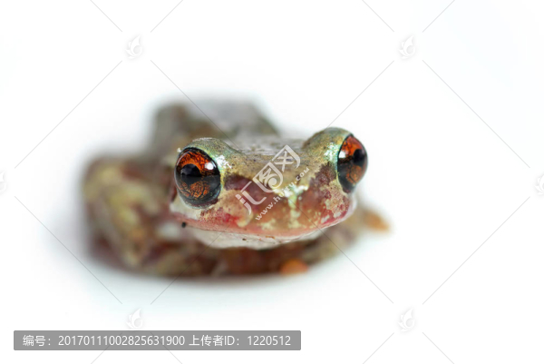 紅眼睛樹青蛙看起來高飛