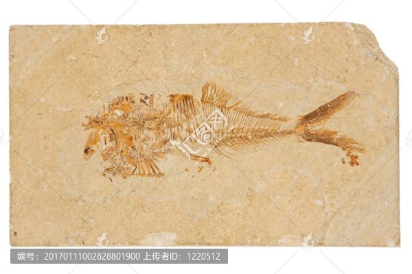 魚化石