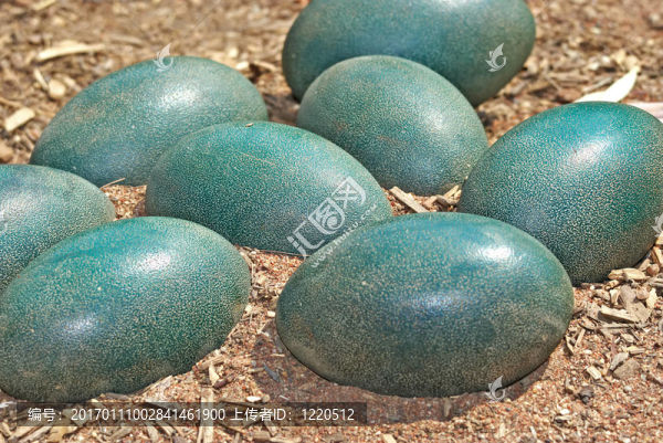 綠色鴕鳥(niǎo)蛋在泥土里