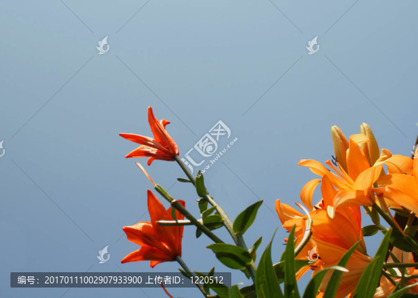 百合花與天空