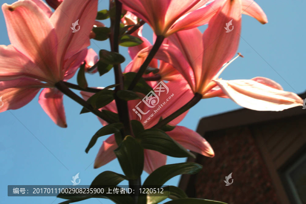粉紅百合和房子