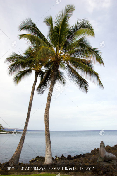 夏威夷棕櫚和Beach
