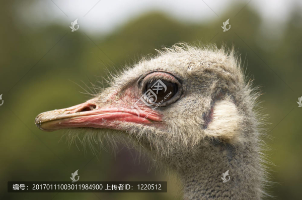 鴕鳥