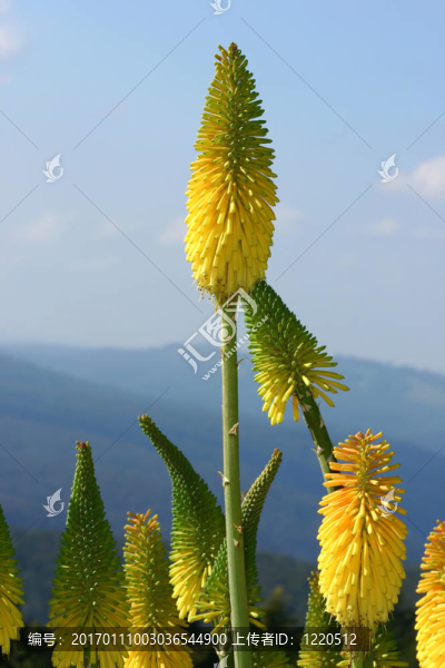 赤熱的撲克-火炬花