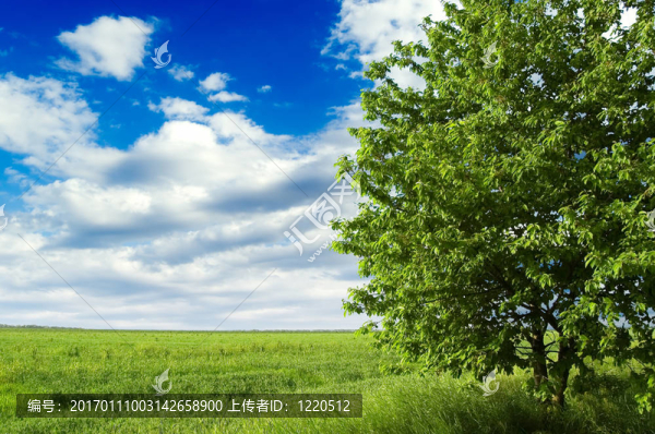 樹木和田野。