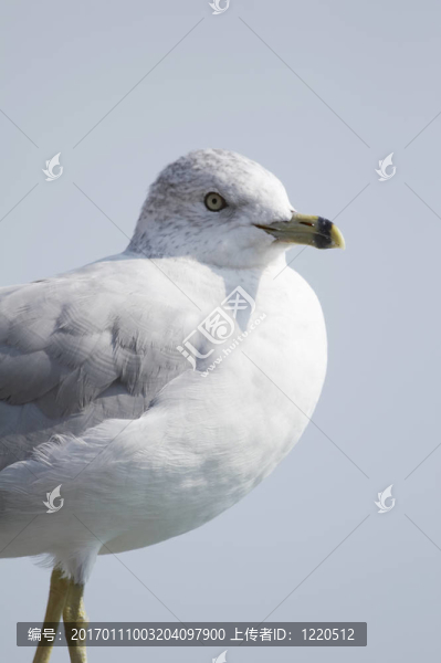 海鷗