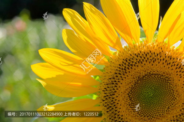 向日葵