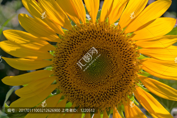 向日葵