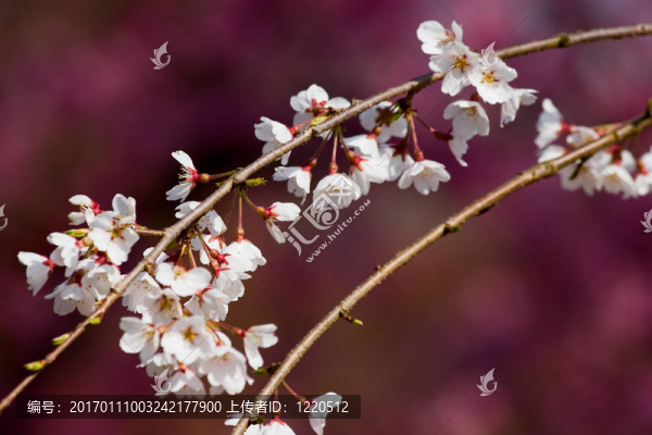 開(kāi)花枝-匯圖網(wǎng) www.fosd68.com 開(kāi)花枝