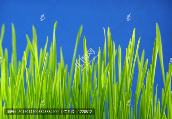 綠色的草稈