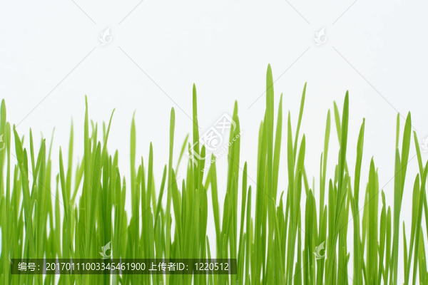 綠色的草稈