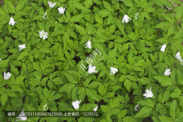風之花的背景