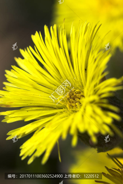 花款冬花