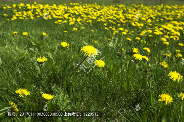 蒲公英-匯圖網(wǎng) www.fosd68.com 蒲公英