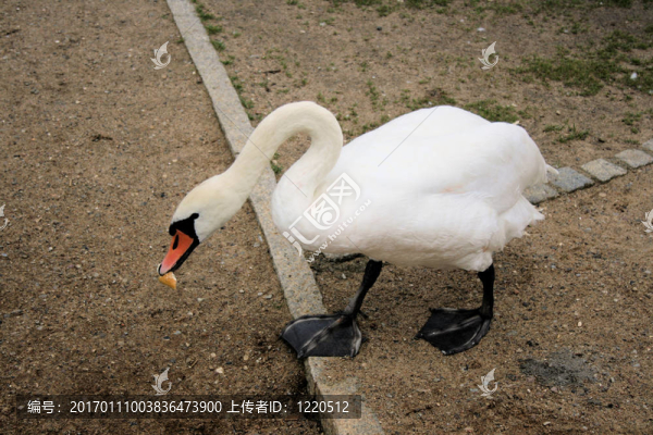 饑餓的白天鵝