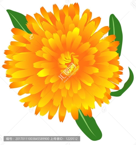 金盞花