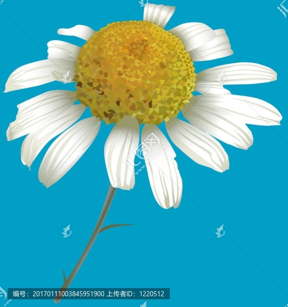 洋甘菊