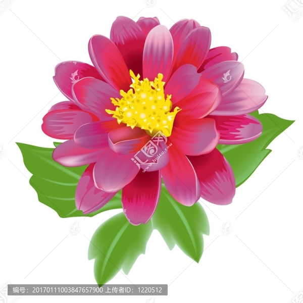 寶石花
