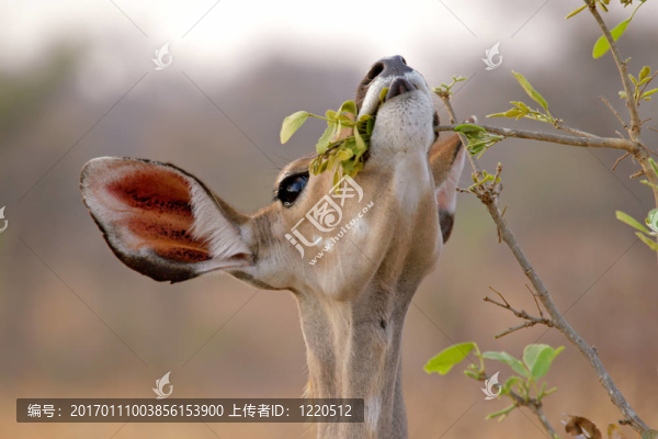 喂Kudu,antelope