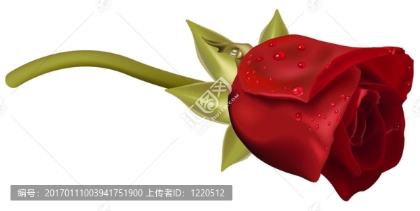 紅玫瑰