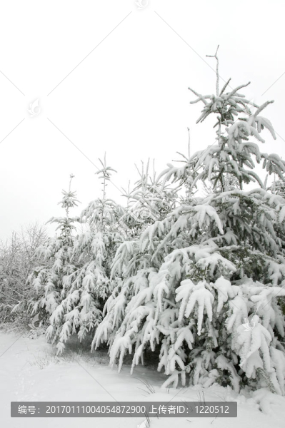 白雪覆蓋的樹木