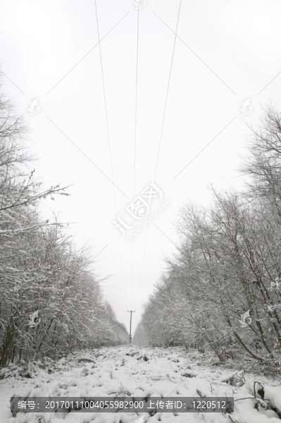 雪中的電話線