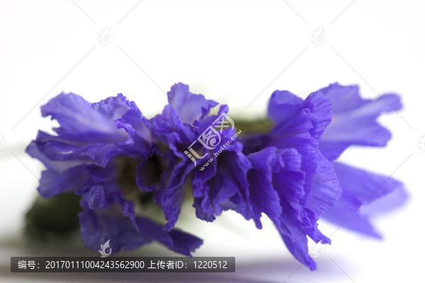 干燥花。