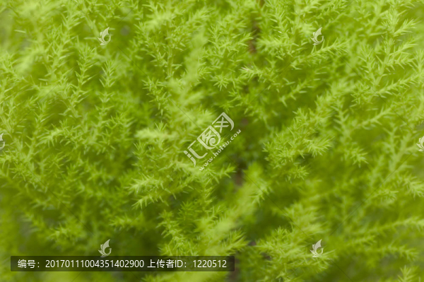綠色floiage模糊