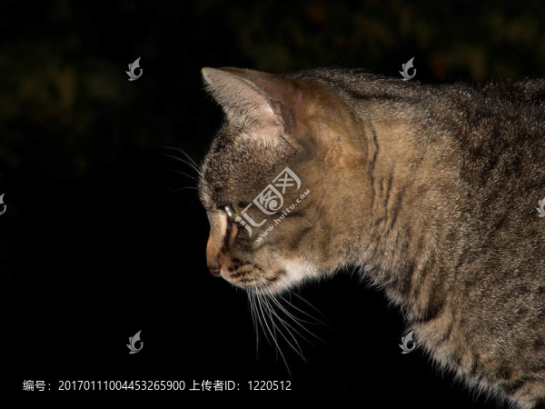 獵貓
