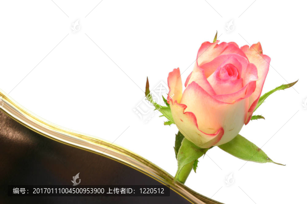 玫瑰和巧克力