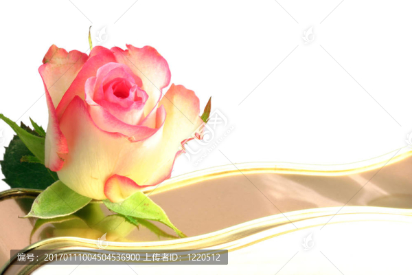 玫瑰花蕾的分離