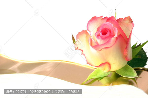 玫瑰花蕾的分離