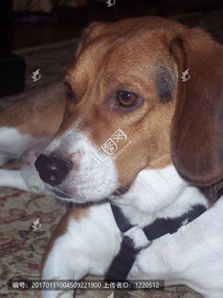寵物犬