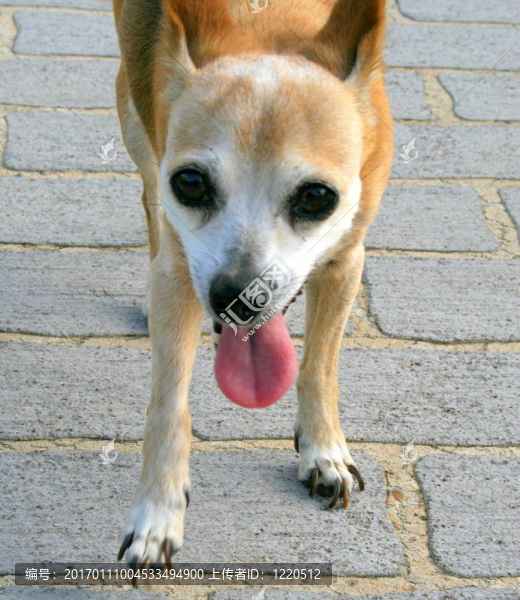 小狗