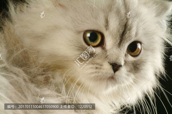 小貓