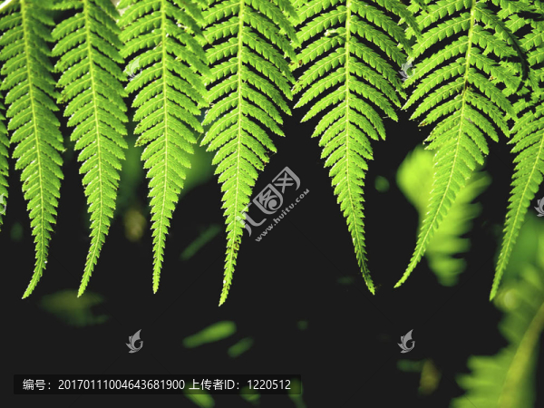蕨類植物