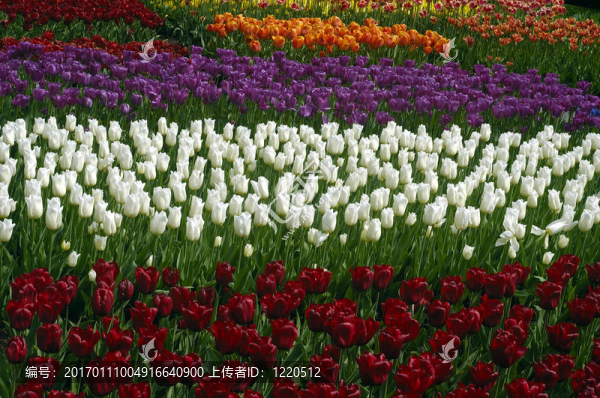 郁金香田野