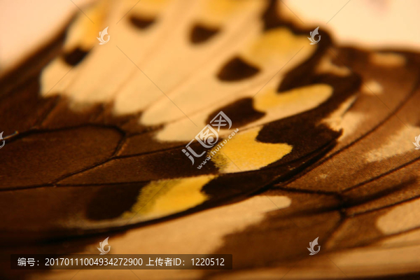 蝴蝶