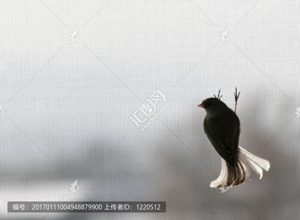 鳥在屏幕上