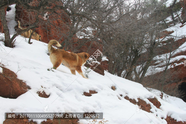 山地犬