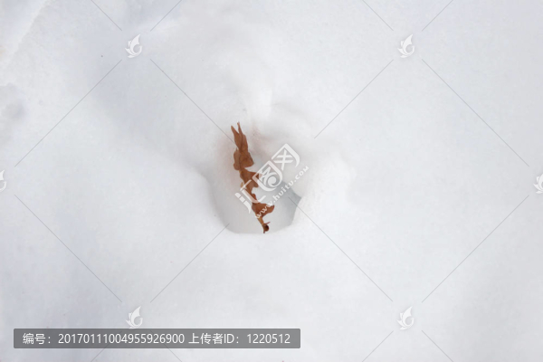 雪白的摘要