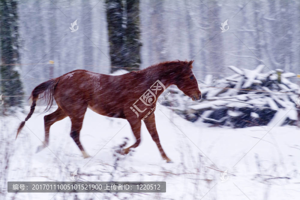 馬雪